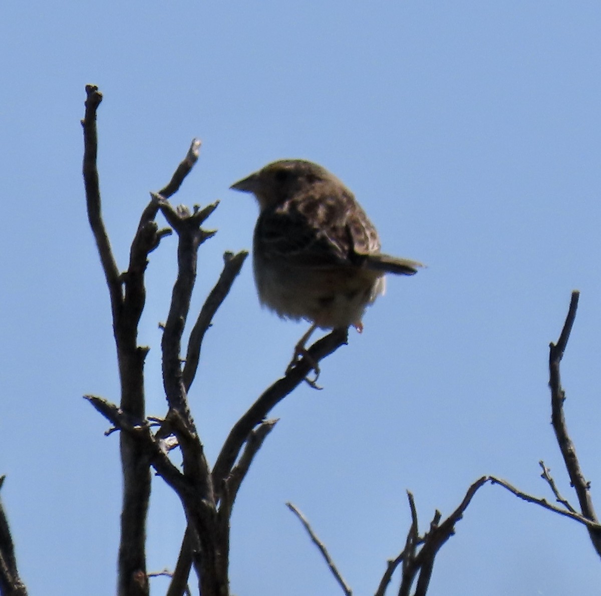 Grasshopper Sparrow - ML619796141