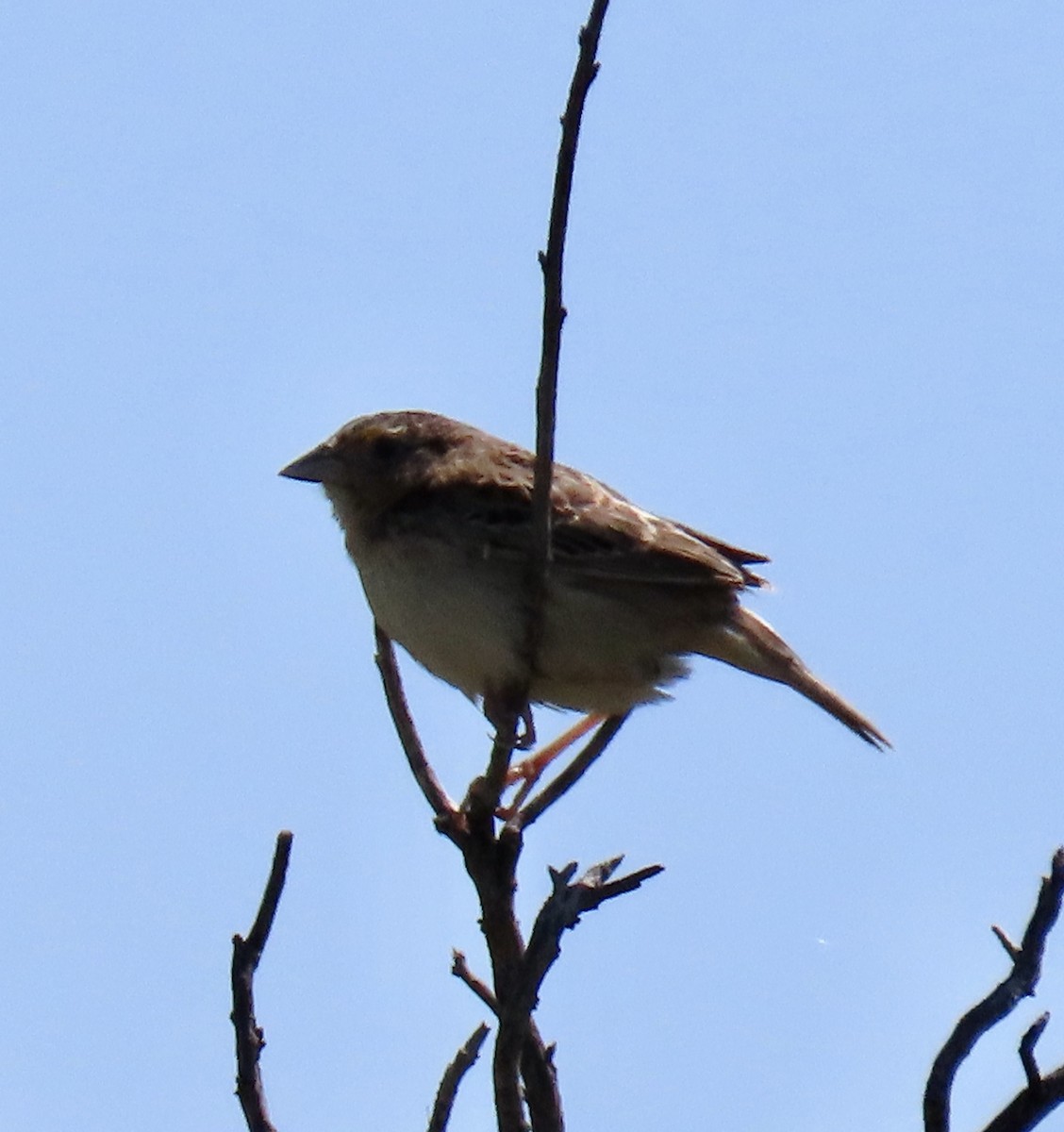 Grasshopper Sparrow - ML619796142