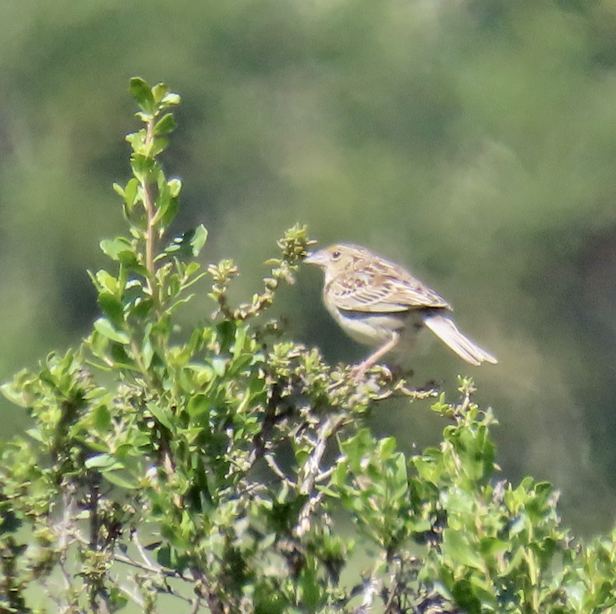 Grasshopper Sparrow - ML619796144