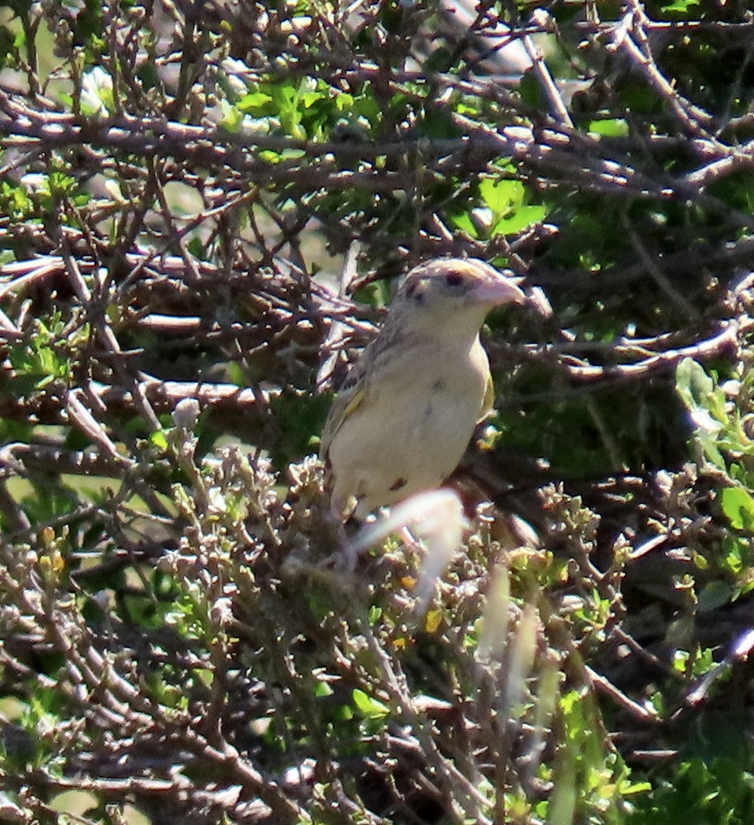 Grasshopper Sparrow - George Chrisman