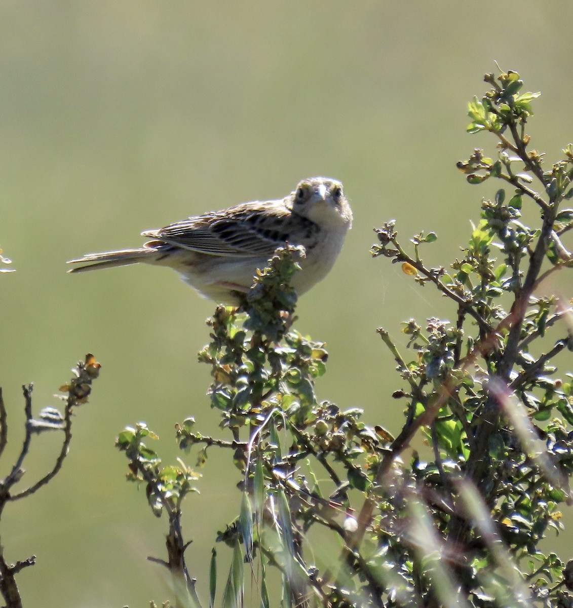 Grasshopper Sparrow - ML619796147