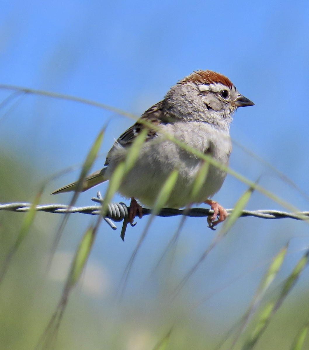 Chipping Sparrow - ML619796151