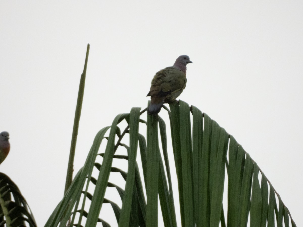 Pink-necked Green-Pigeon - ML619796152