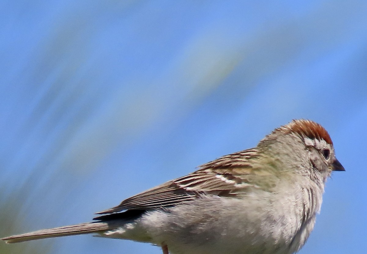 Chipping Sparrow - ML619796159