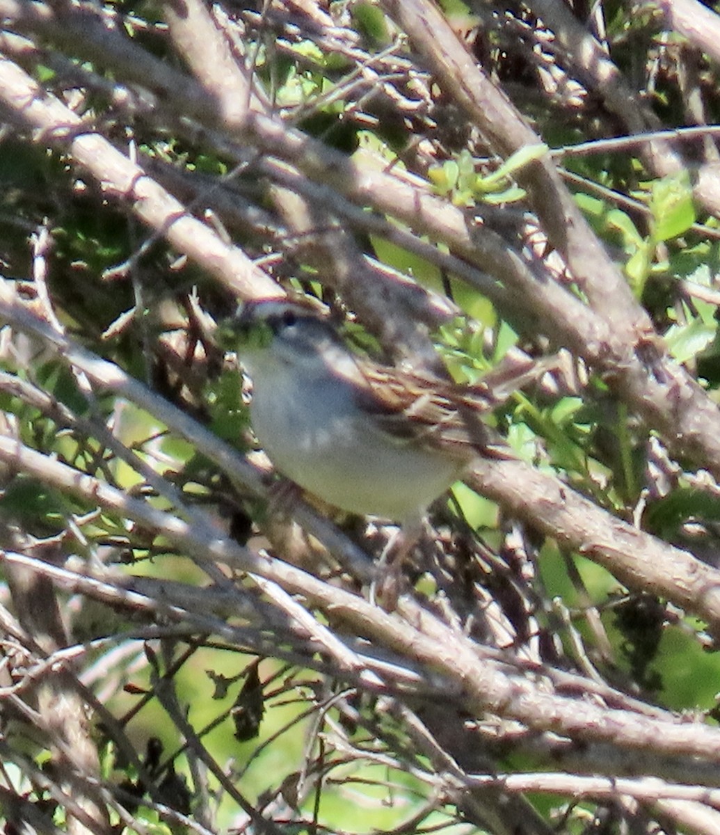 Chipping Sparrow - ML619796160