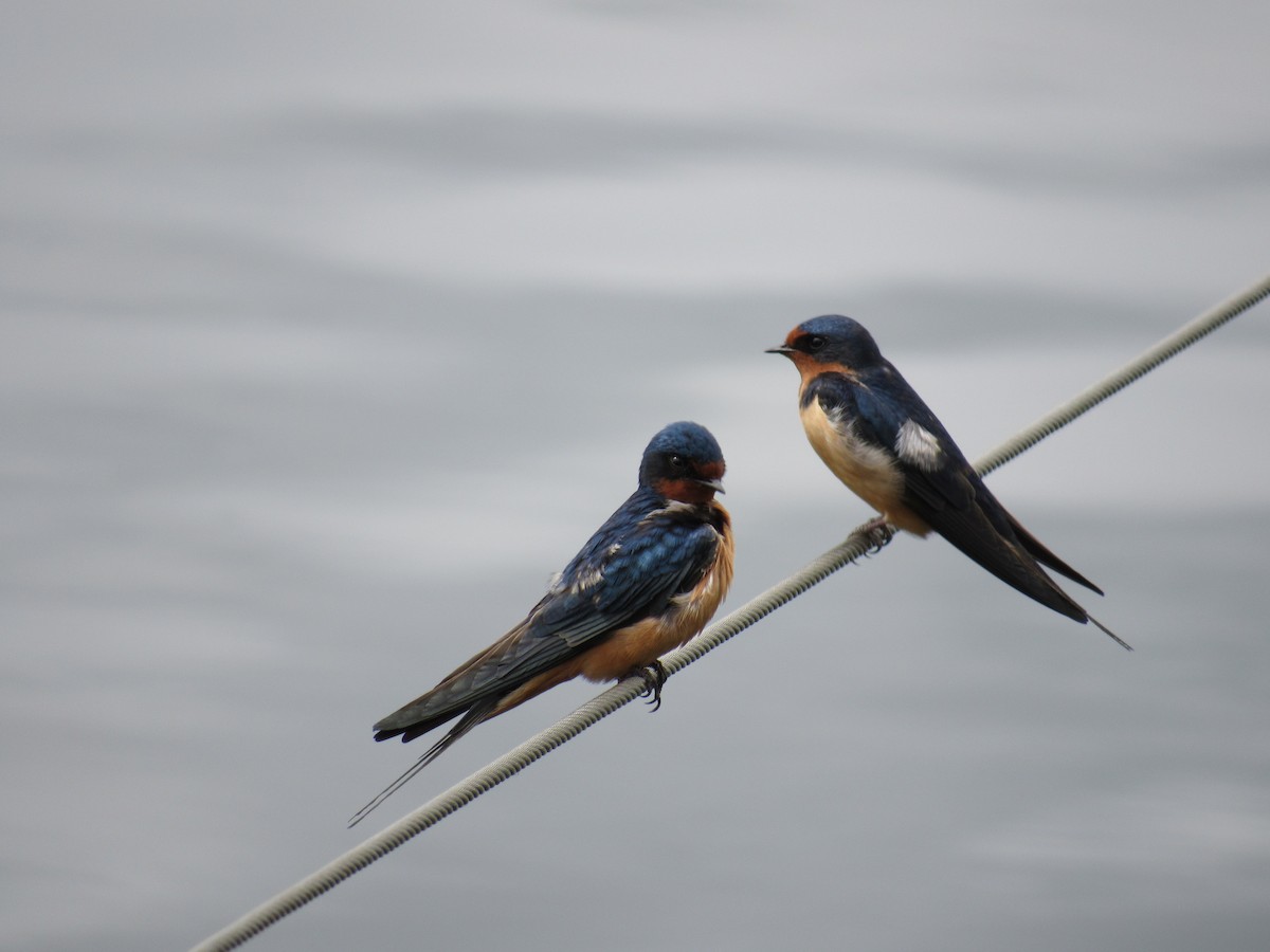 Barn Swallow - ML619796171