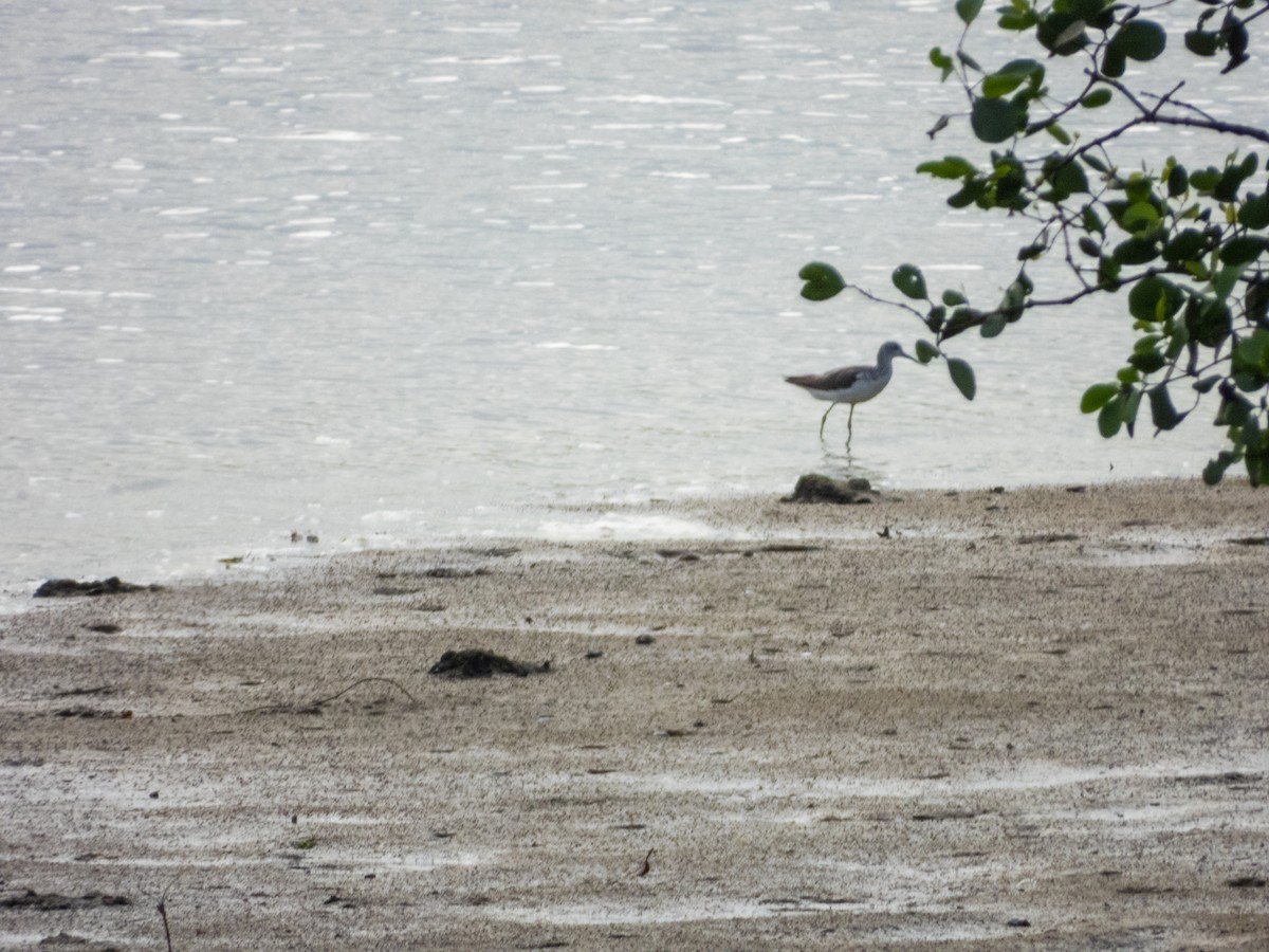 Common Greenshank - ML619796173