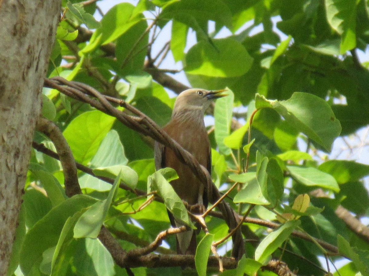 Chestnut-tailed Starling - ML619796196