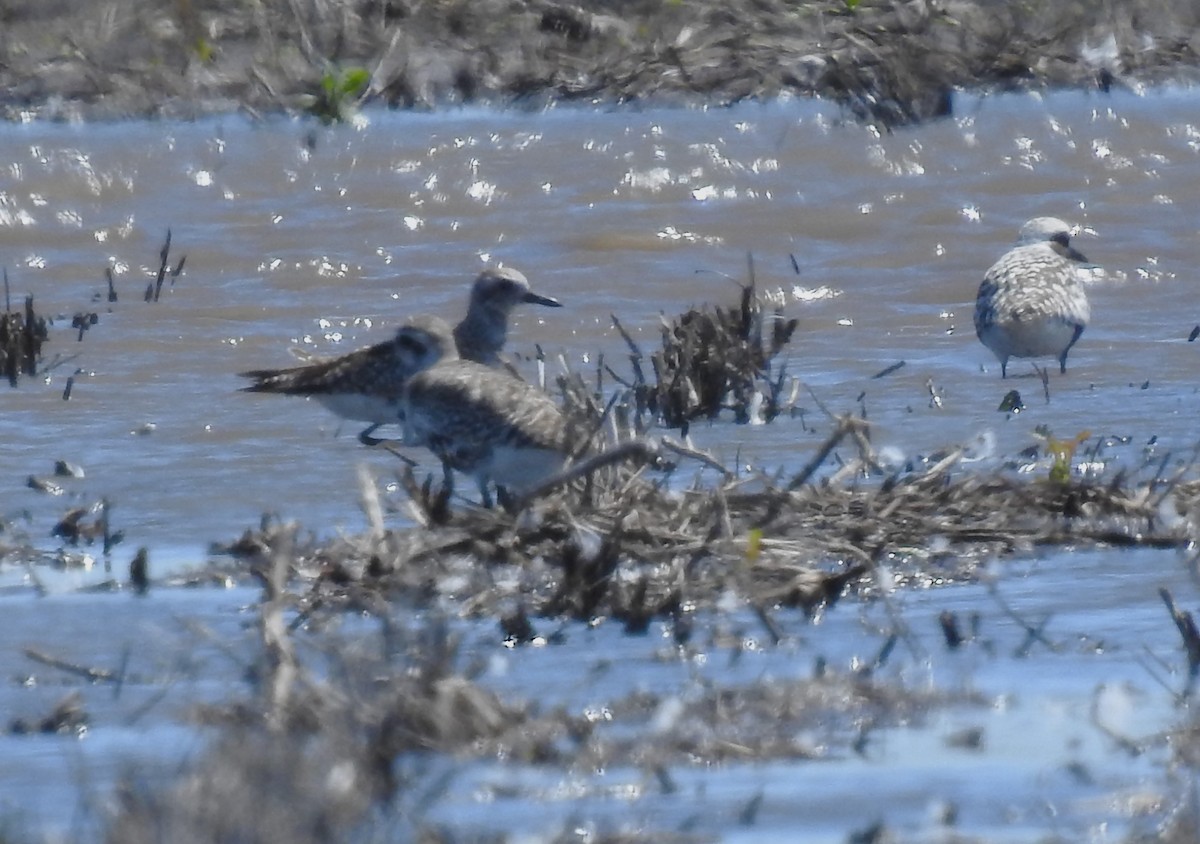 Black-bellied Plover - ML619796205