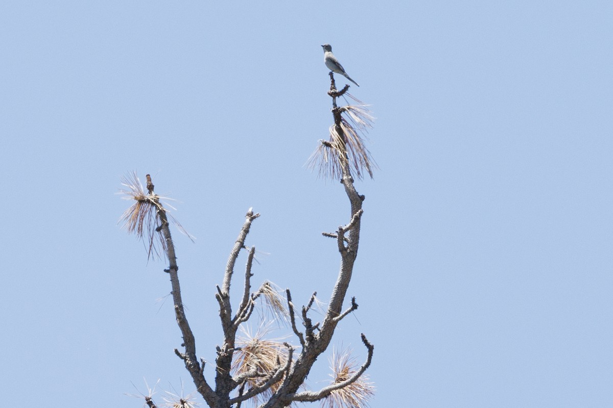 Townsend's Solitaire - ML619796225