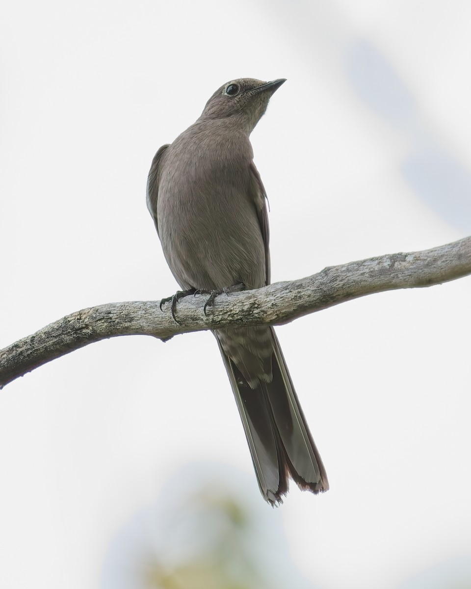 Townsend's Solitaire - ML619796226