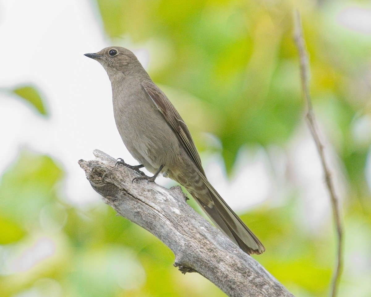Townsend's Solitaire - ML619796227