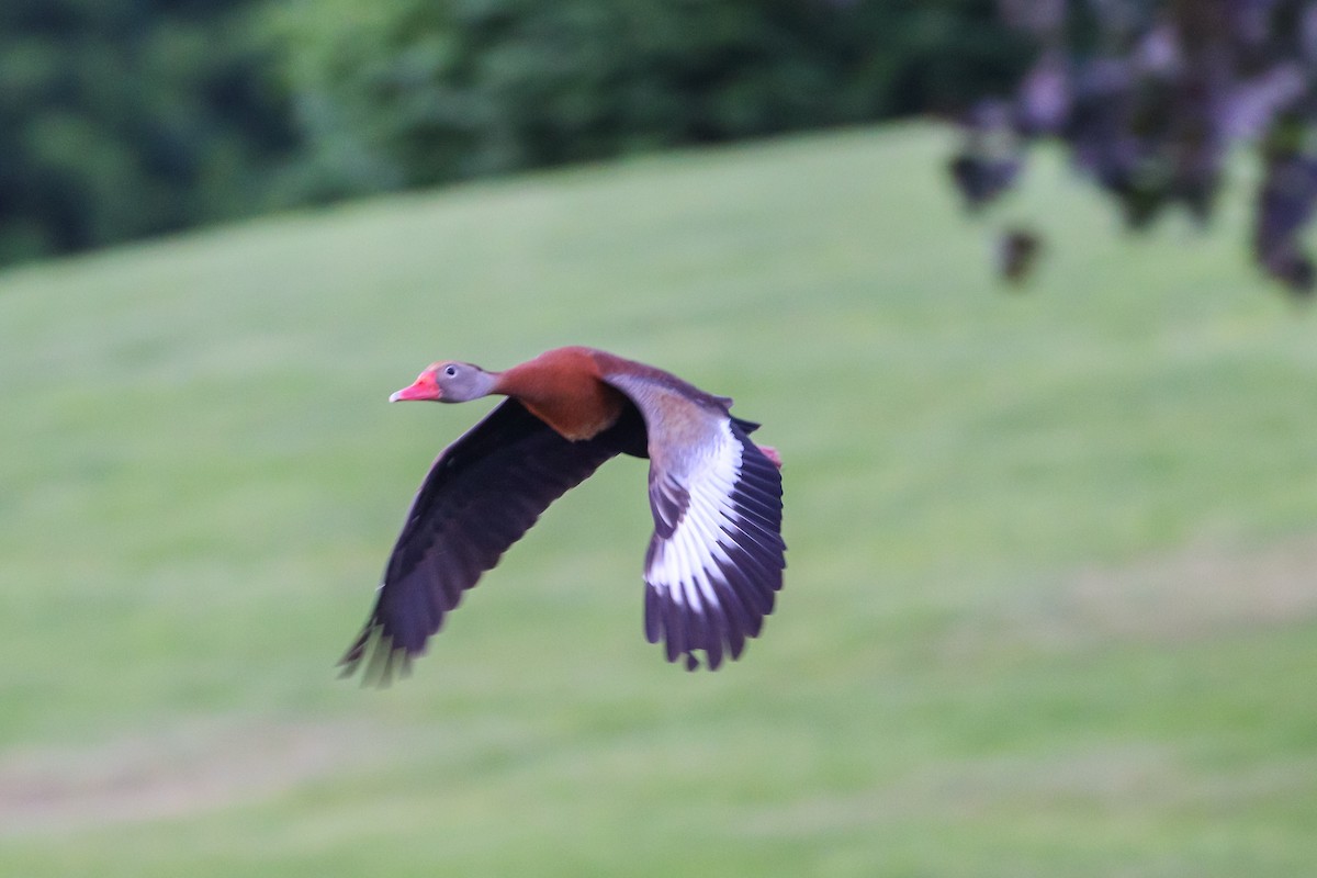 Black-bellied Whistling-Duck - ML619796236