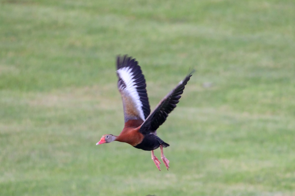 Black-bellied Whistling-Duck - ML619796237