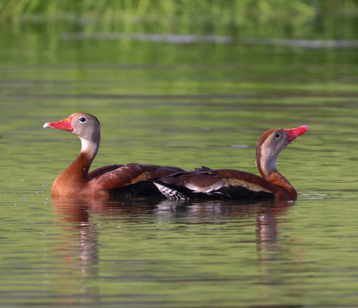 Black-bellied Whistling-Duck - ML619796238