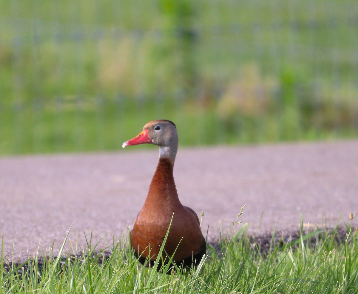 Black-bellied Whistling-Duck - ML619796239