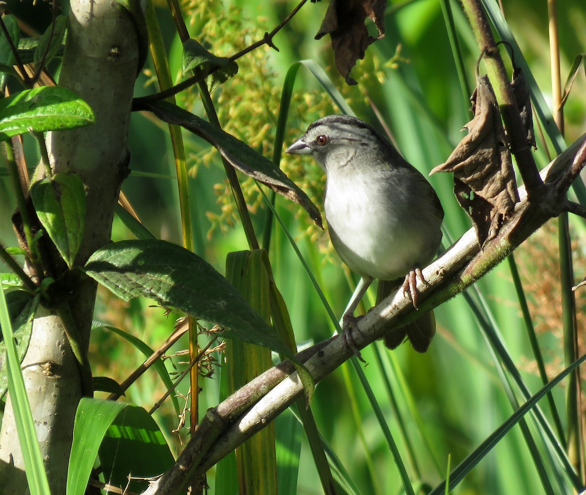 Black-striped Sparrow - ML619796268