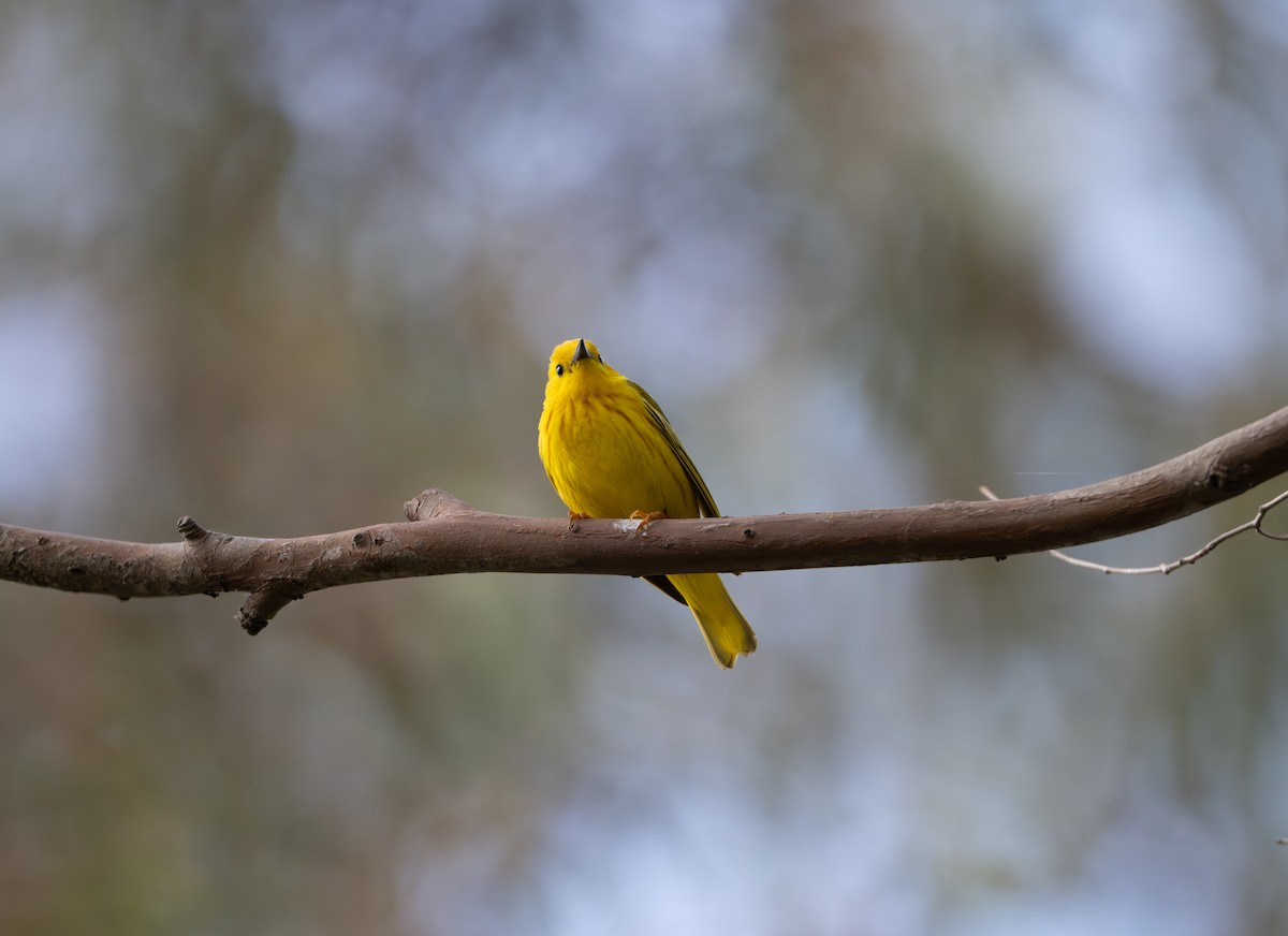 Northern Yellow Warbler - ML619796283