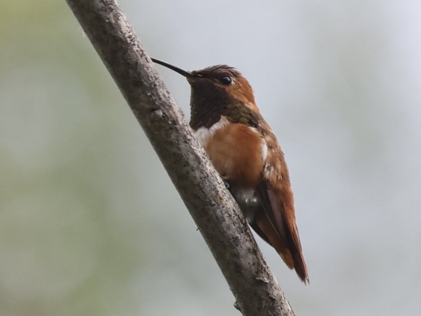 Colibrí de Allen - ML619796301