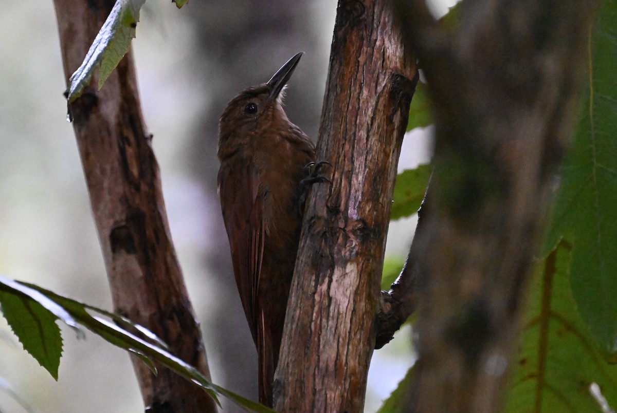 Tyrannine Woodcreeper - ML619796305