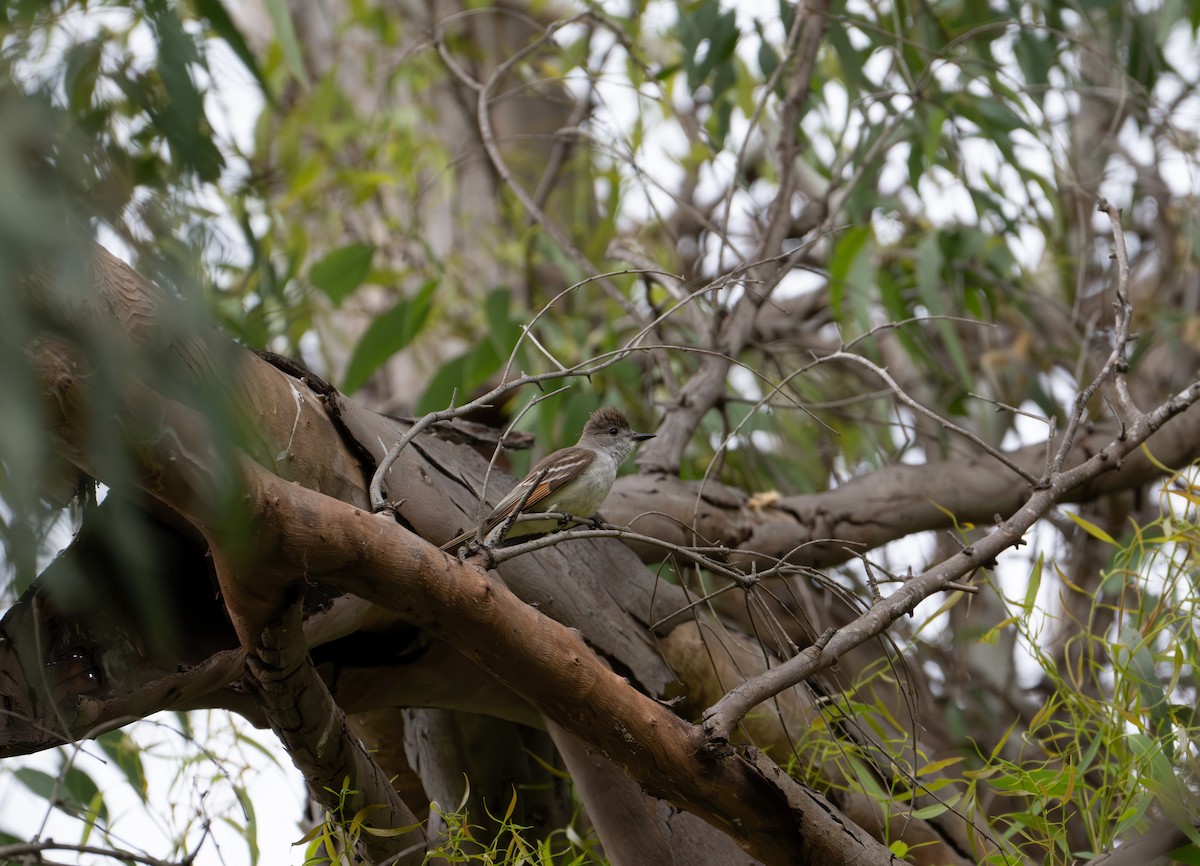 Ash-throated Flycatcher - ML619796337