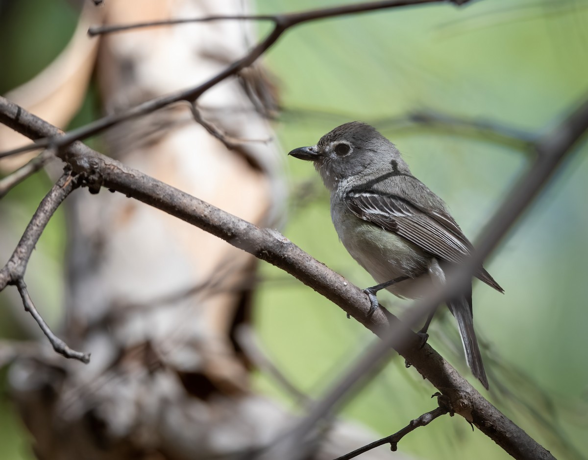 Plumbeous Vireo - ML619796341