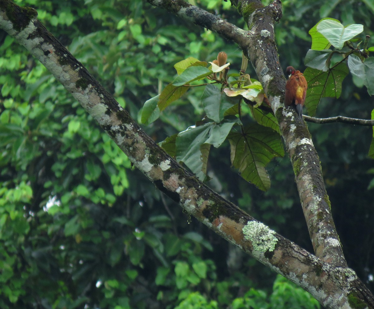 Chestnut Woodpecker - ML619796344