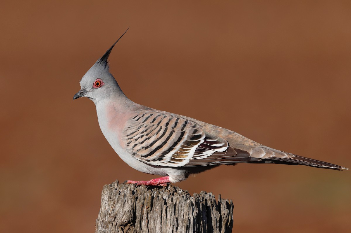 Crested Pigeon - ML619796351
