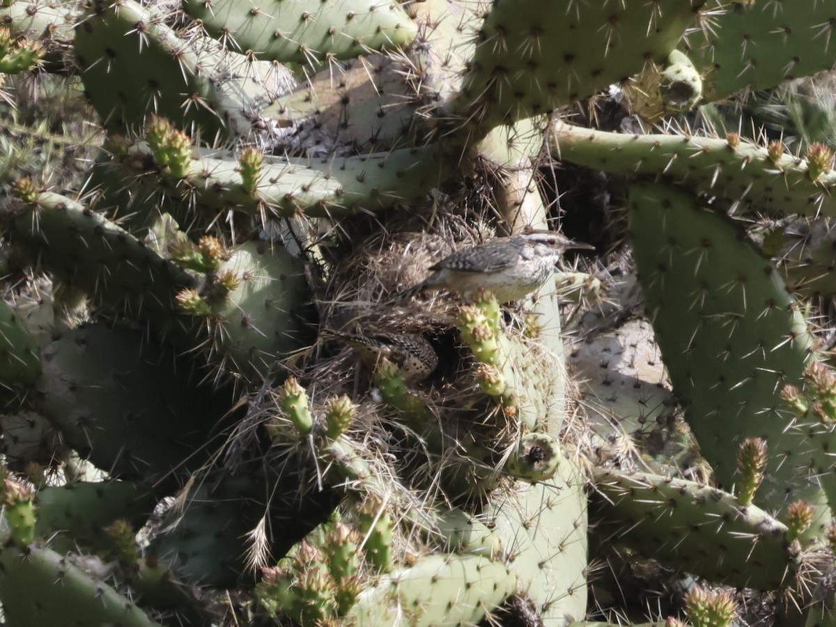 Troglodyte des cactus - ML619796360
