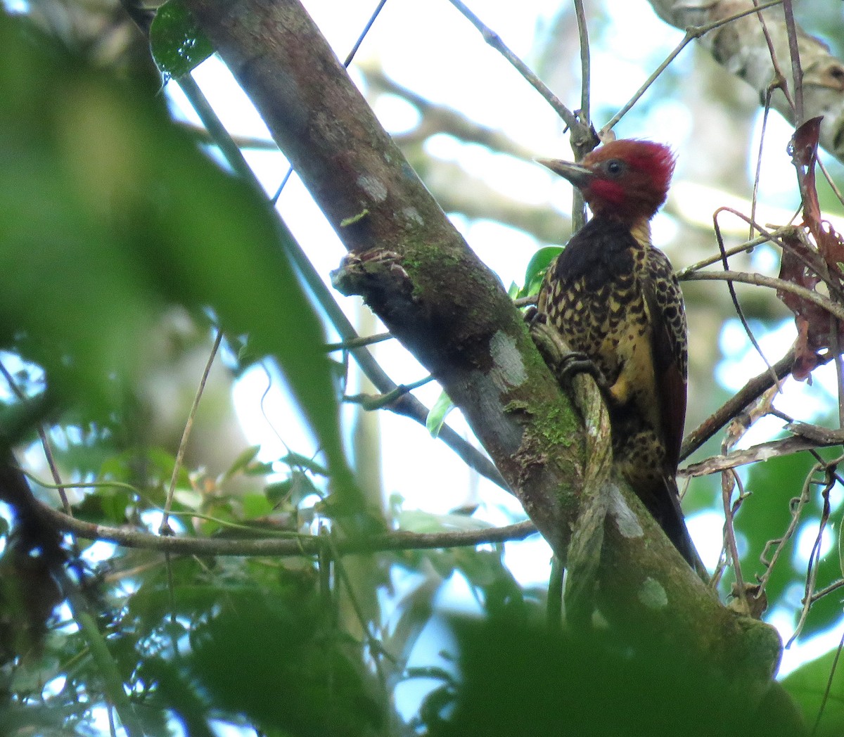 Rufous-headed Woodpecker - ML619796368
