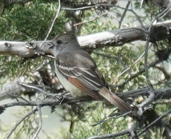 Ash-throated Flycatcher - ML619796370