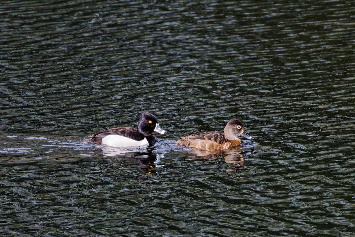 Ring-necked Duck - ML619796371