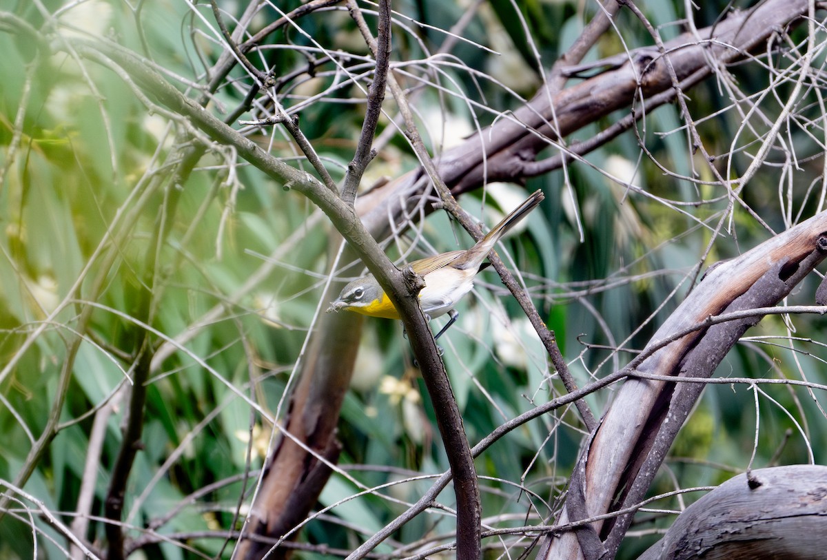 Yellow-breasted Chat - ML619796373