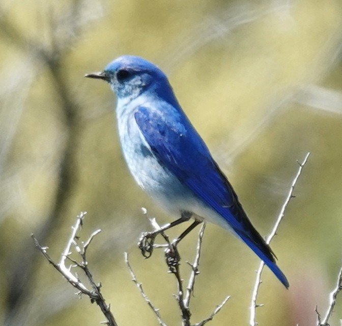 Mountain Bluebird - ML619796374