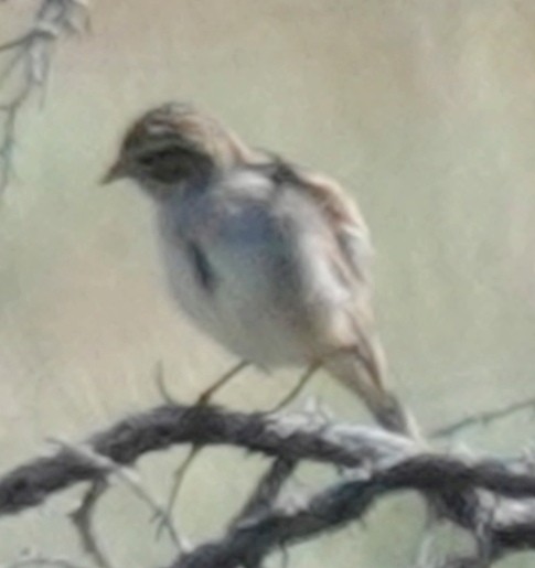 Brewer's Sparrow - ML619796376