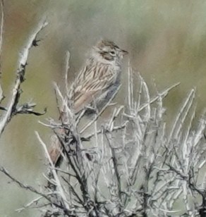 Vesper Sparrow - ML619796377