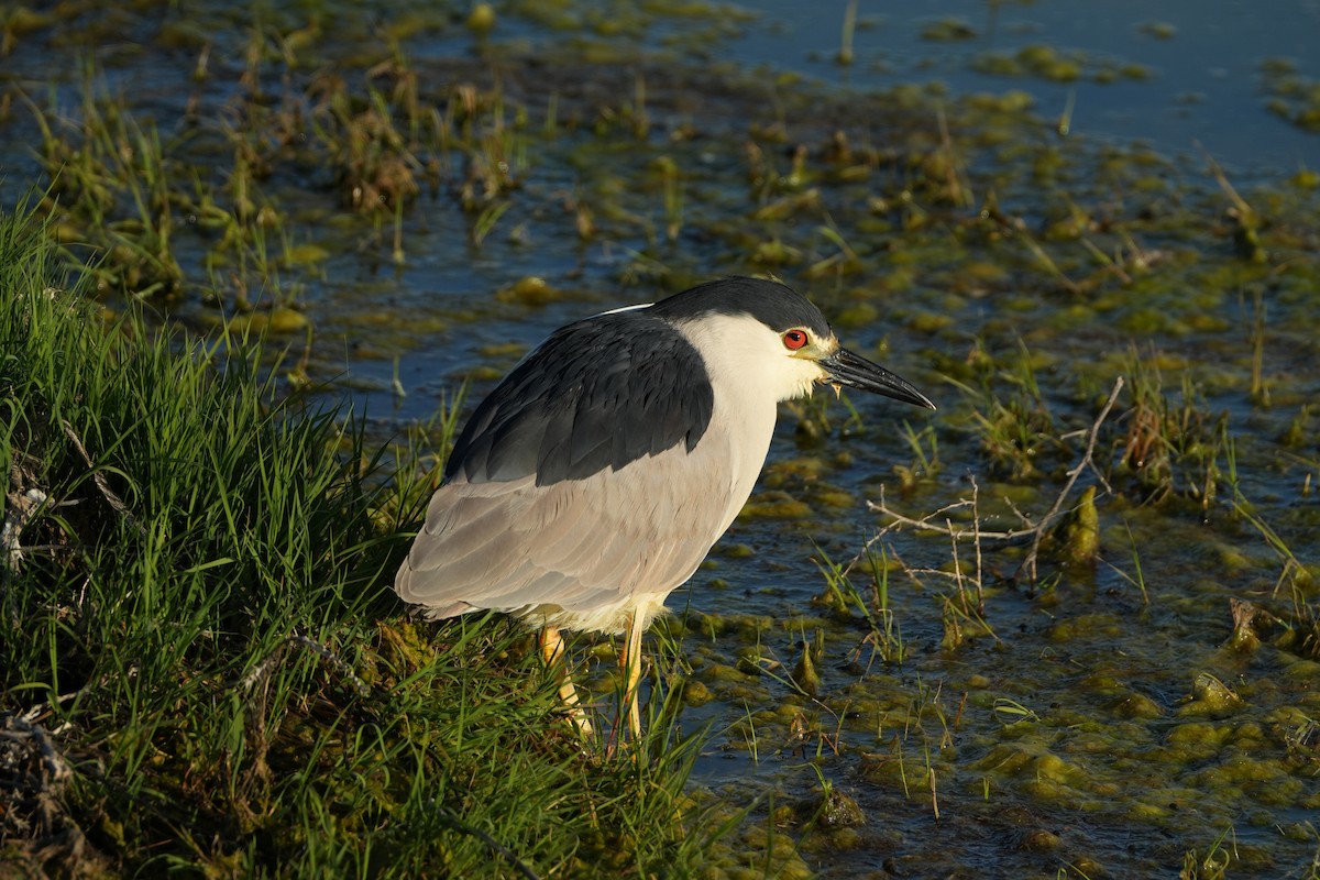 Black-crowned Night Heron - ML619796393