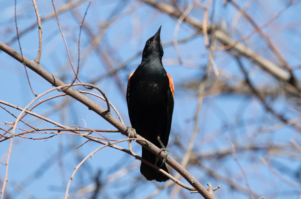 Red-winged Blackbird - Nick Pulcinella