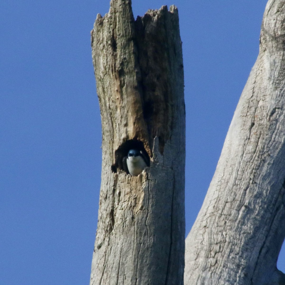 Golondrina Bicolor - ML619796413