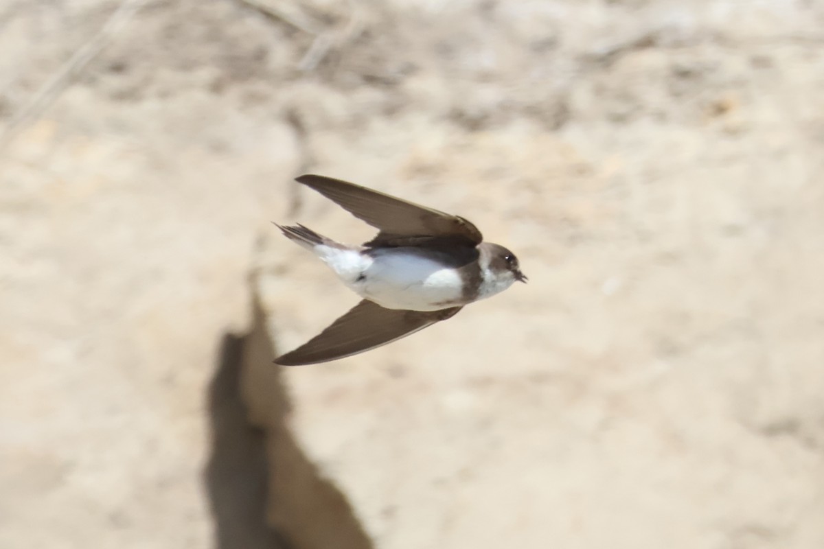 Bank Swallow - ML619796417