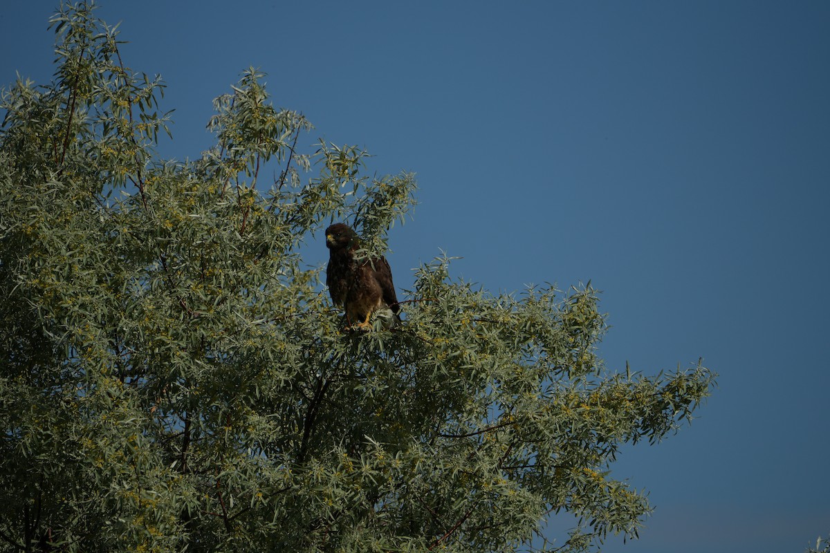 Swainson's Hawk - ML619796420