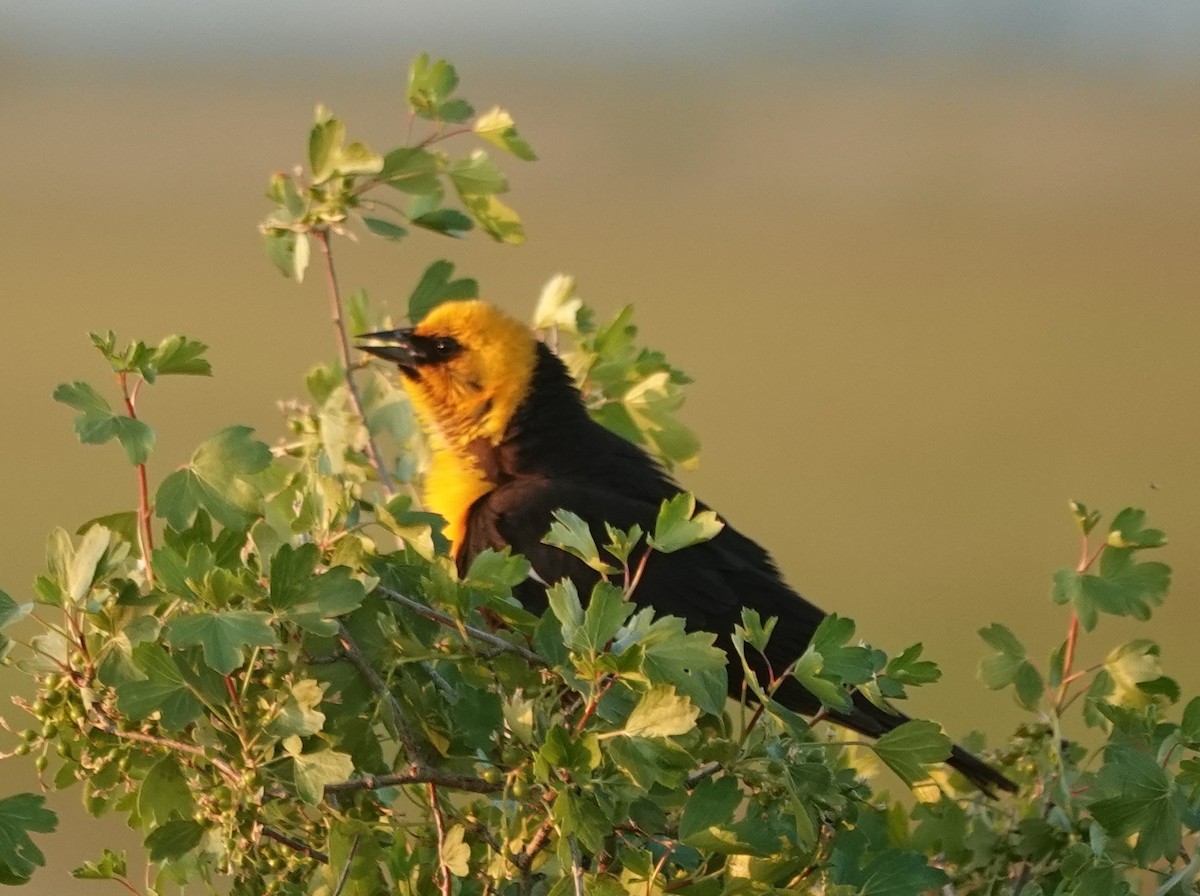 Yellow-headed Blackbird - ML619796436