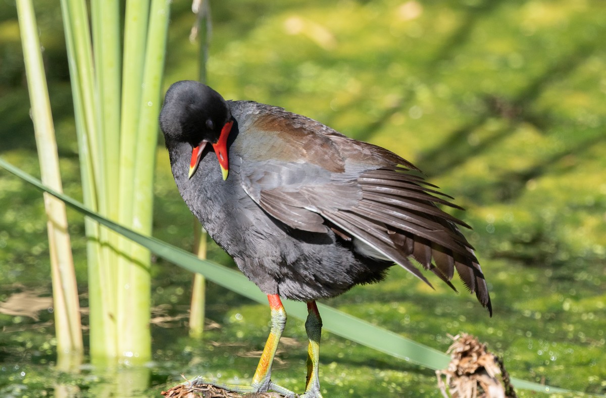 Common Gallinule - ML619796439