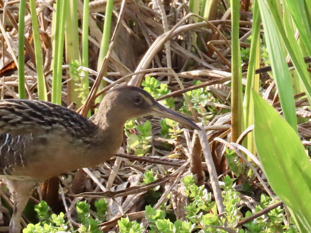 King Rail - ML619796458