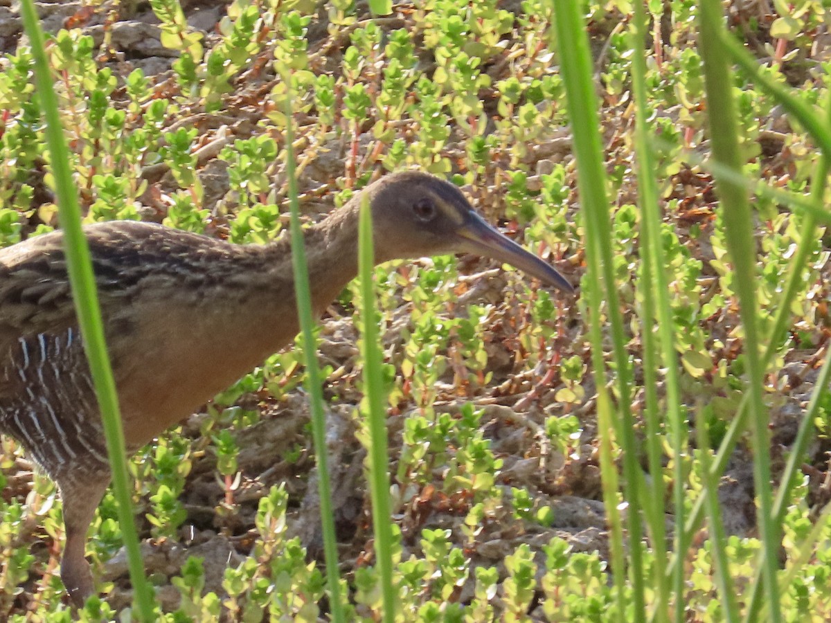 King Rail - Andrea Diamond