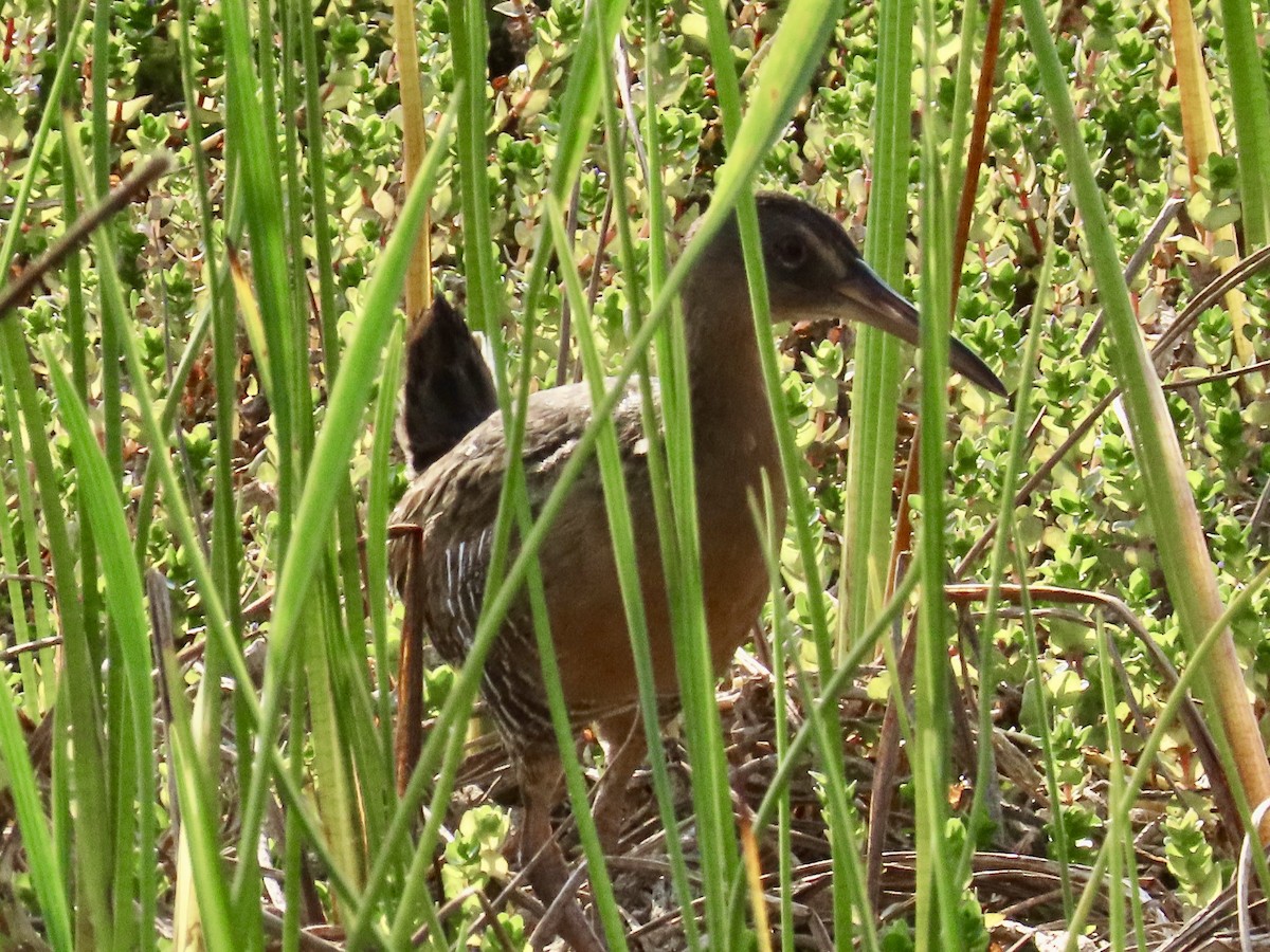 King Rail - ML619796461