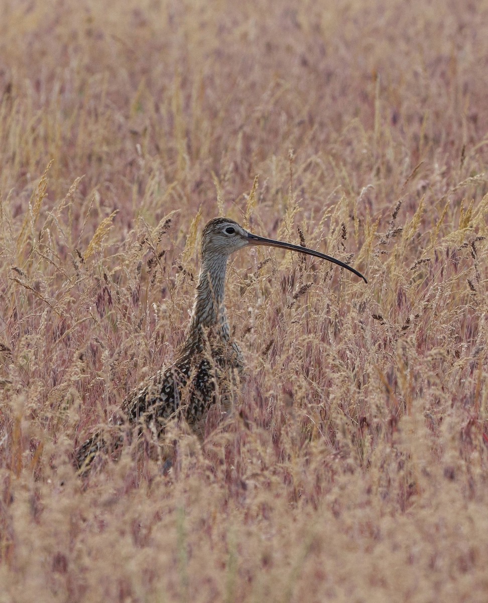 Long-billed Curlew - ML619796468