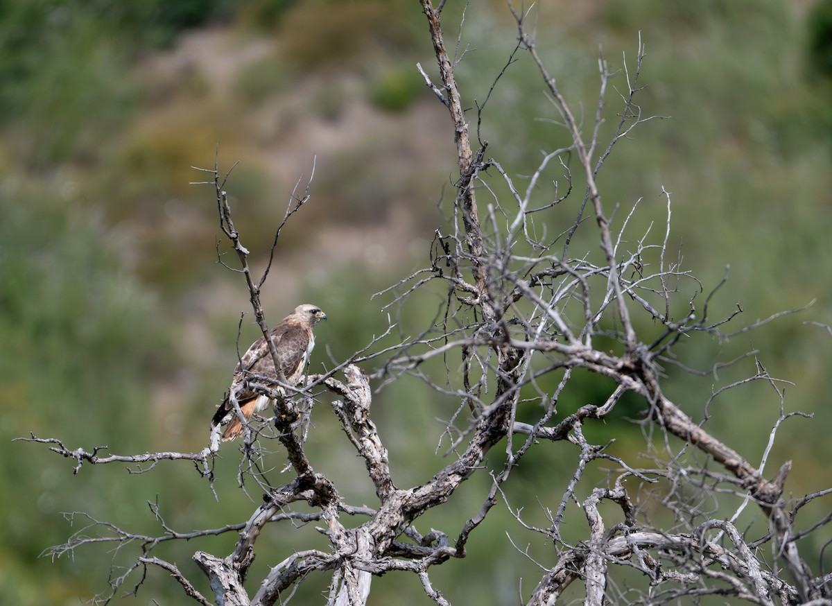 Red-tailed Hawk - ML619796479