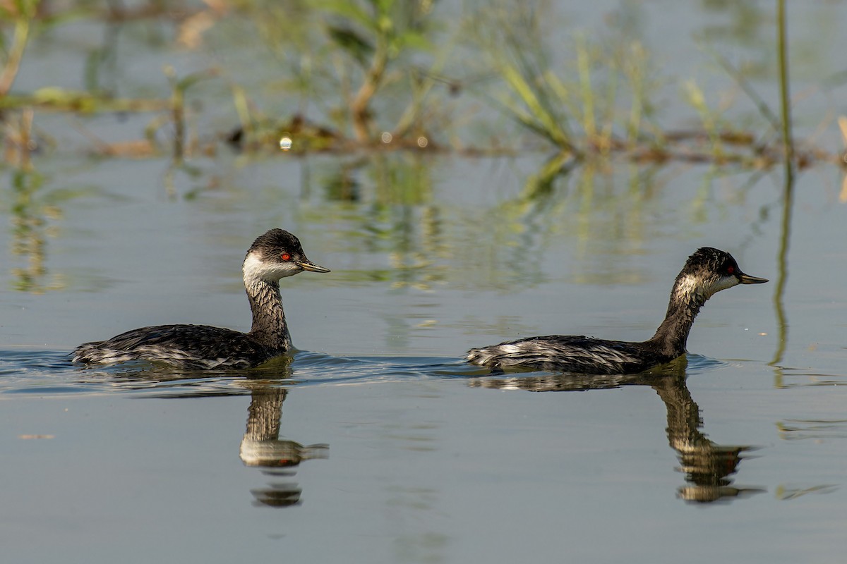 Eared Grebe - ML619796485