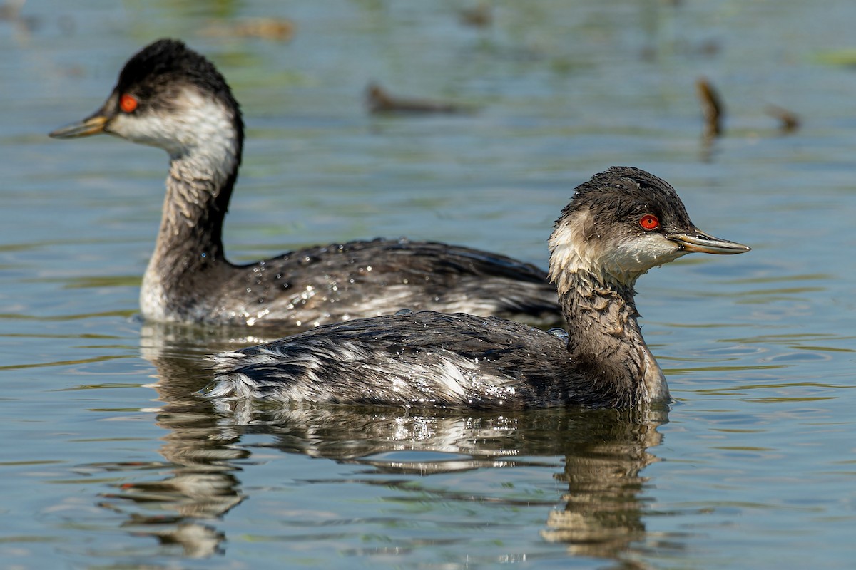 Eared Grebe - Muangpai Suetrong